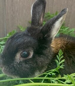 こころみたすペット思い出セレモニーにて葬儀したペットちゃん | くろちゃん