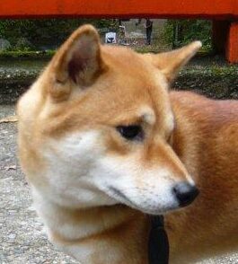 こころみたすペット思い出セレモニーにて葬儀したペットちゃん | コロくん