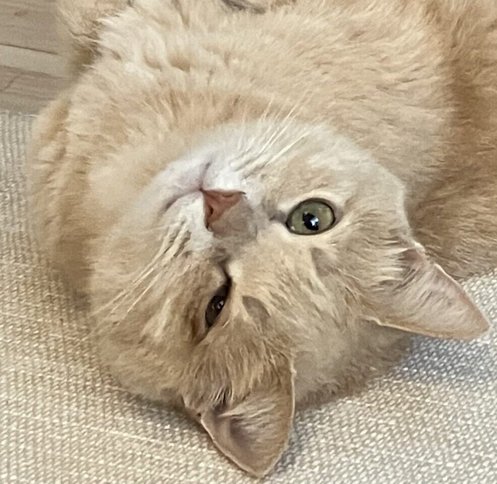 こころみたすペット思い出セレモニーにて葬儀したペットちゃん | ジェームズくん