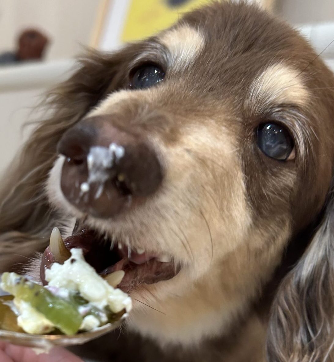 クリームくん | こころみたす ペット思い出セレモニー