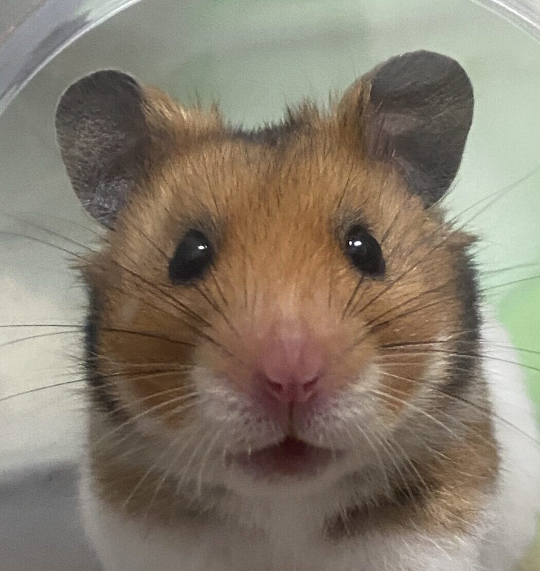 こころみたすペット思い出セレモニーにて葬儀したペットちゃん | ハンサムくん
