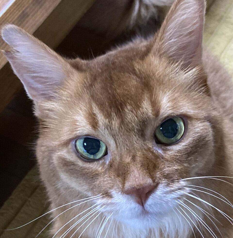 臣くん | こころみたす ペット思い出セレモニー