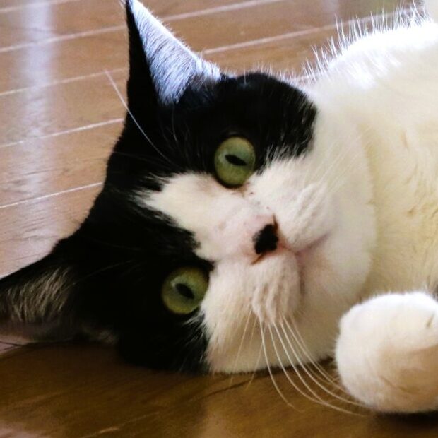 こころみたすペット思い出セレモニーにて葬儀したペットちゃん | じゅーすちゃん