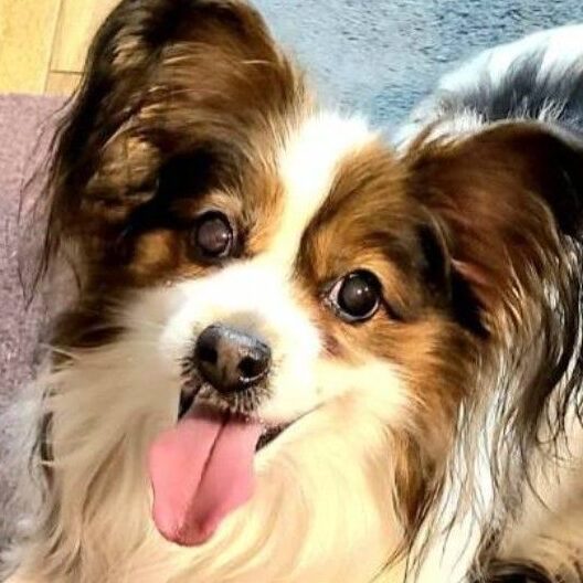 ルークくん | こころみたす ペット思い出セレモニー