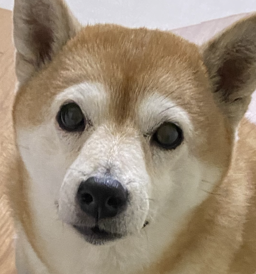 ももちゃん | こころみたす ペット思い出セレモニー