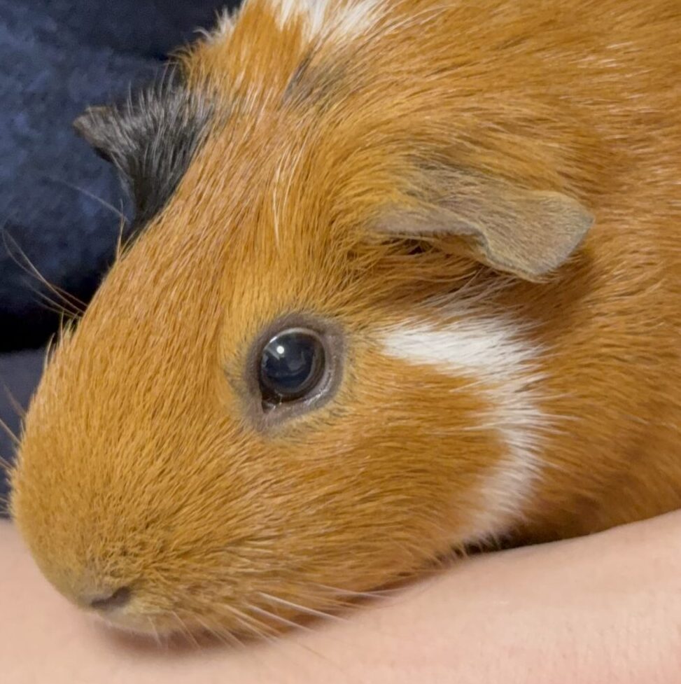 もるちゃん | こころみたす ペット思い出セレモニー