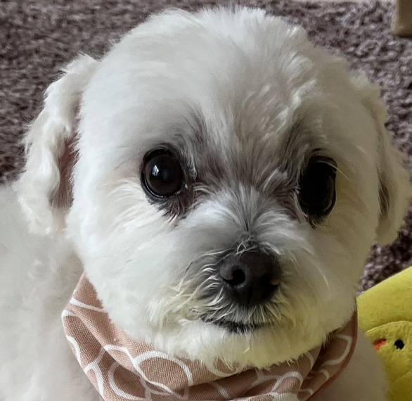 クララちゃん | こころみたす ペット思い出セレモニー