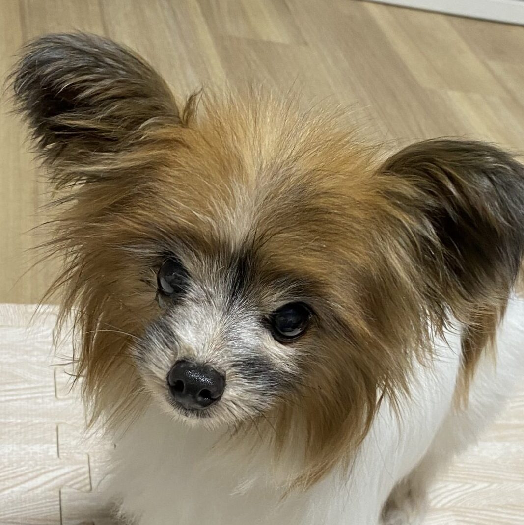 ポッキーちゃん | こころみたす ペット思い出セレモニー