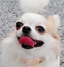 こころみたすペット思い出セレモニーにて葬儀したペットちゃん | 小鉄くん