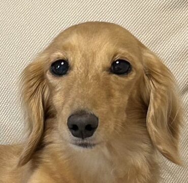 カリンちゃん | こころみたす ペット思い出セレモニー