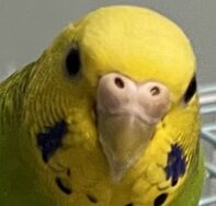 きみちゃん | こころみたす ペット思い出セレモニー