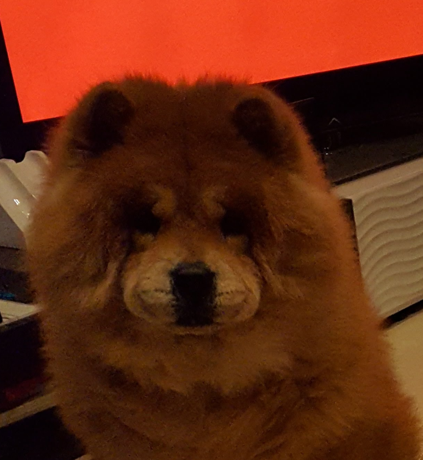 ポンくん | こころみたす ペット思い出セレモニー