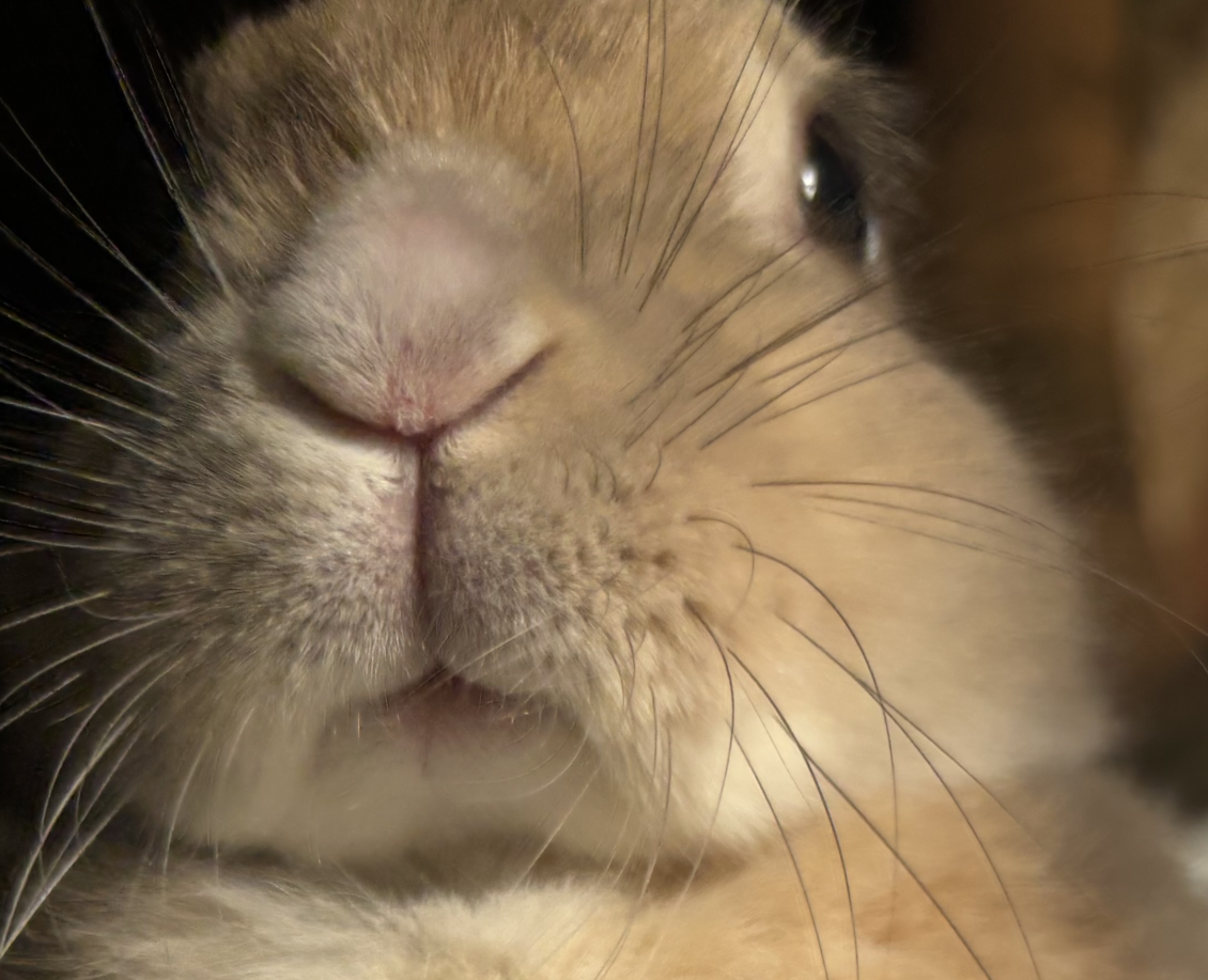 アンチョビちゃん | こころみたす ペット思い出セレモニー