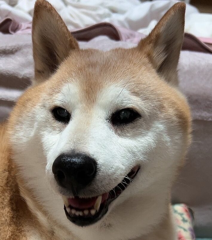 しんくん | こころみたす ペット思い出セレモニー