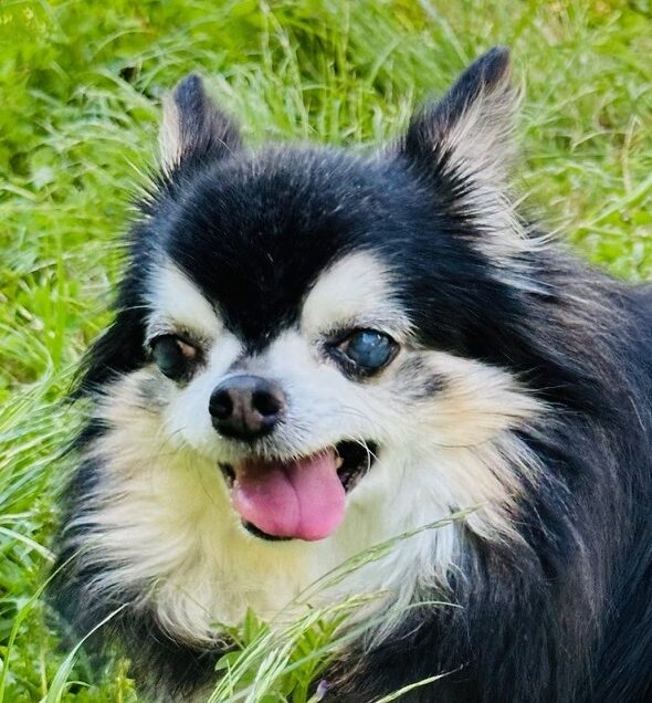 こころみたすペット思い出セレモニーにて葬儀したペットちゃん | トトくん