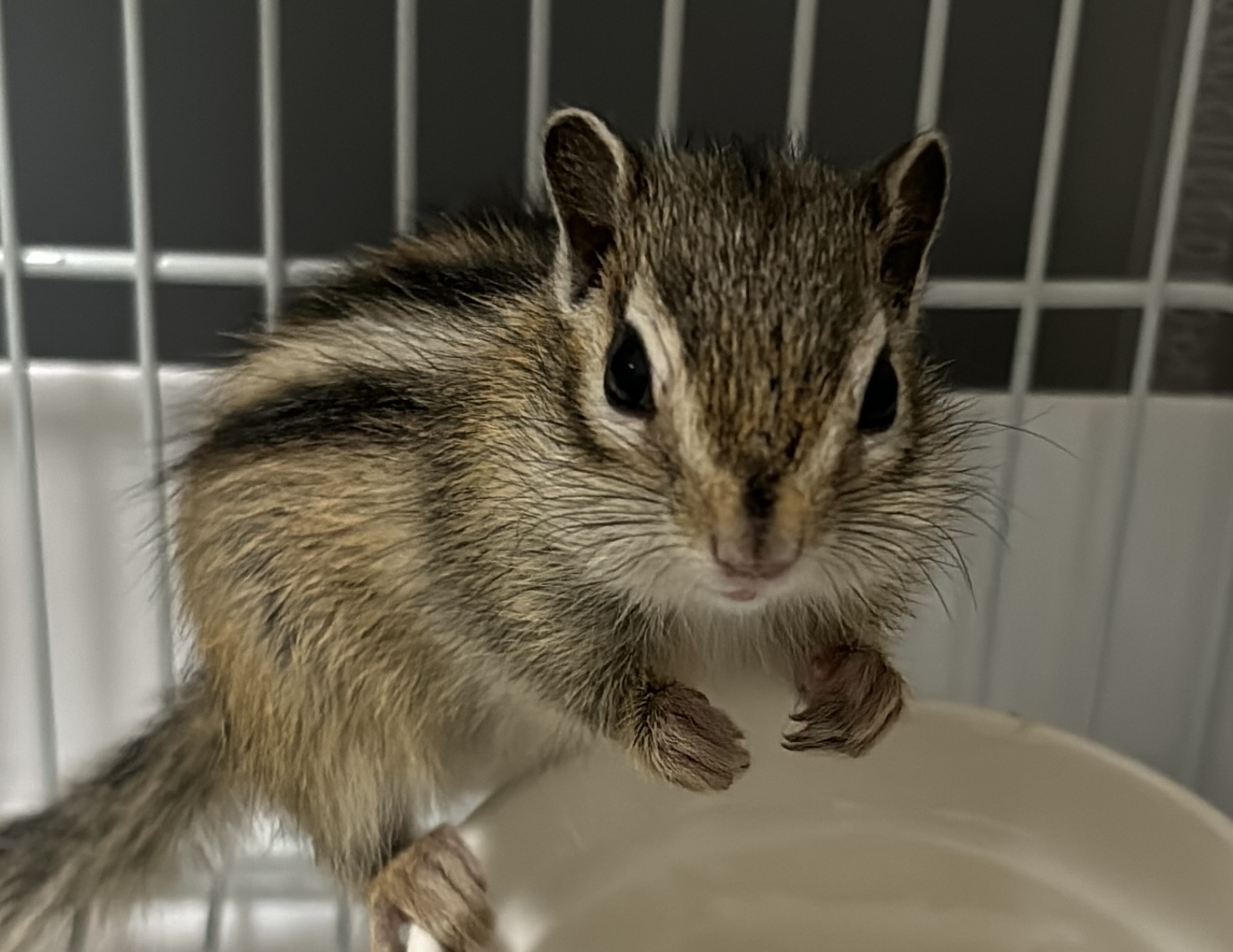 こころみたすペット思い出セレモニーにて葬儀したペットちゃん | シカちゃん