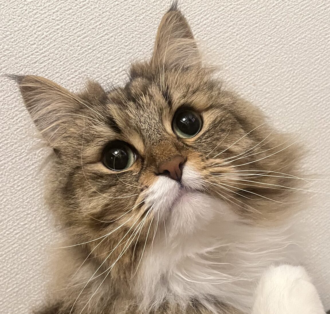 こころみたすペット思い出セレモニーにて葬儀したペットちゃん | とろくん