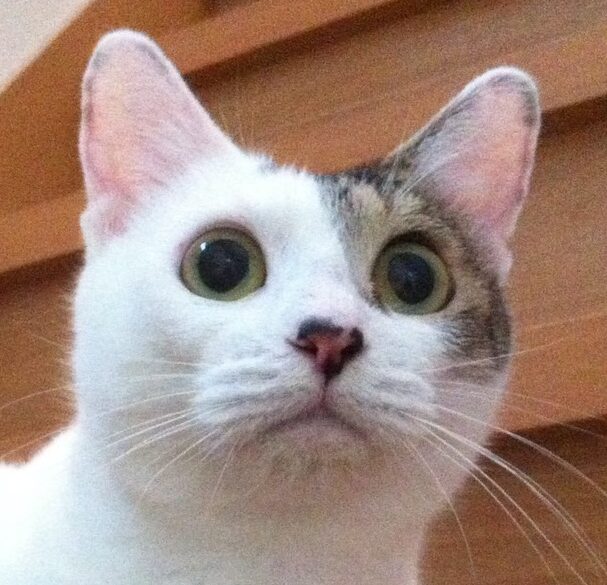 こころみたすペット思い出セレモニーにて葬儀したペットちゃん | きいちゃん