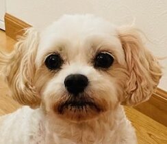 こころみたすペット思い出セレモニーにて葬儀したペットちゃん | もちちゃん