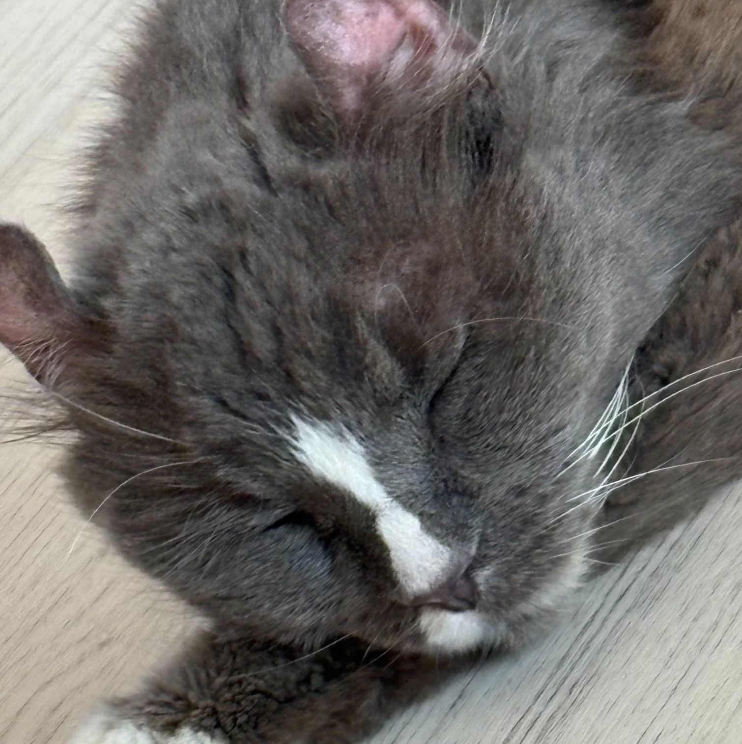 こころみたすペット思い出セレモニーにて葬儀したペットちゃん | キキちゃん