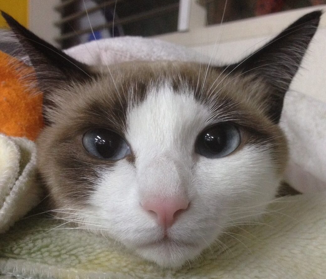 こころみたすペット思い出セレモニーにて葬儀したペットちゃん | らむちゃん