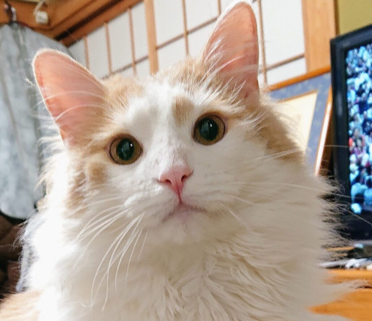 イチローくん | こころみたす ペット思い出セレモニー