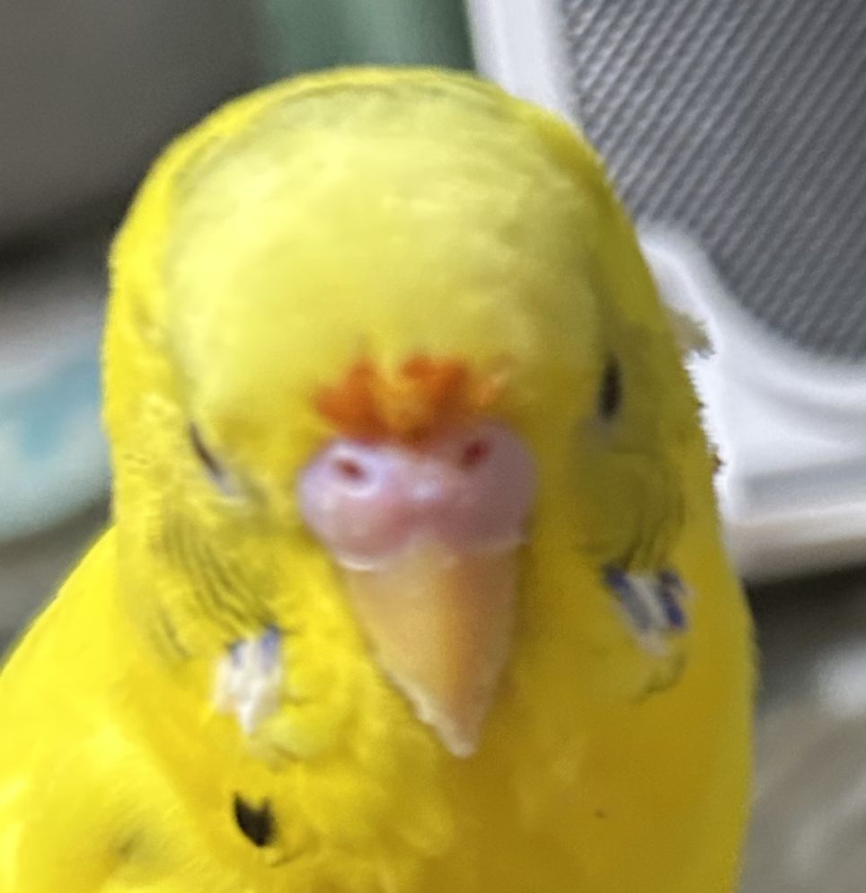 こころみたすペット思い出セレモニーにて葬儀したペットちゃん | ラッキーくん