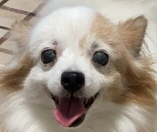  | こころみたす ペット思い出セレモニー