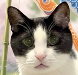 クロくん | こころみたす ペット思い出セレモニー