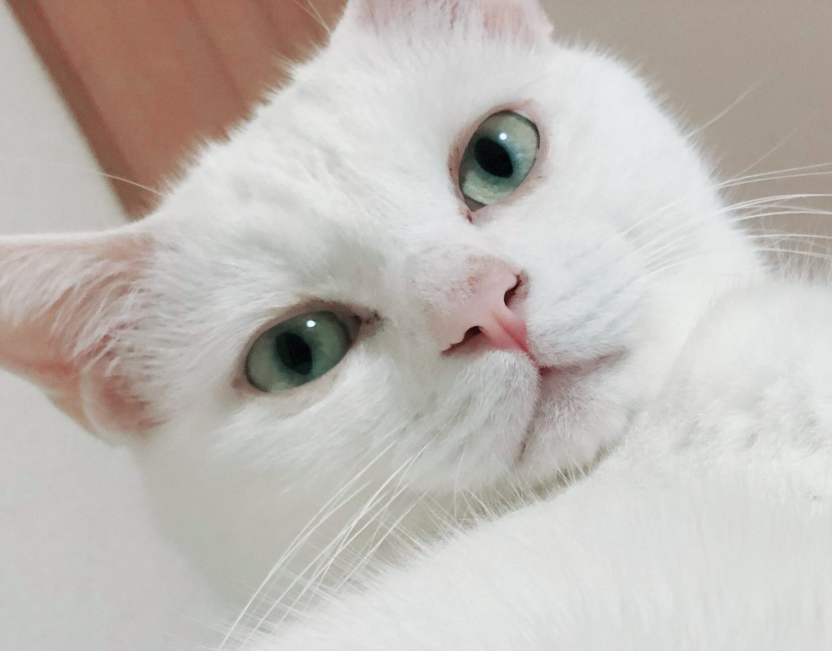 こころみたすペット思い出セレモニーにて葬儀したペットちゃん | こはくくん