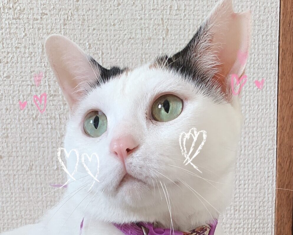 こころみたすペット思い出セレモニーにて葬儀したペットちゃん | ロトちゃん