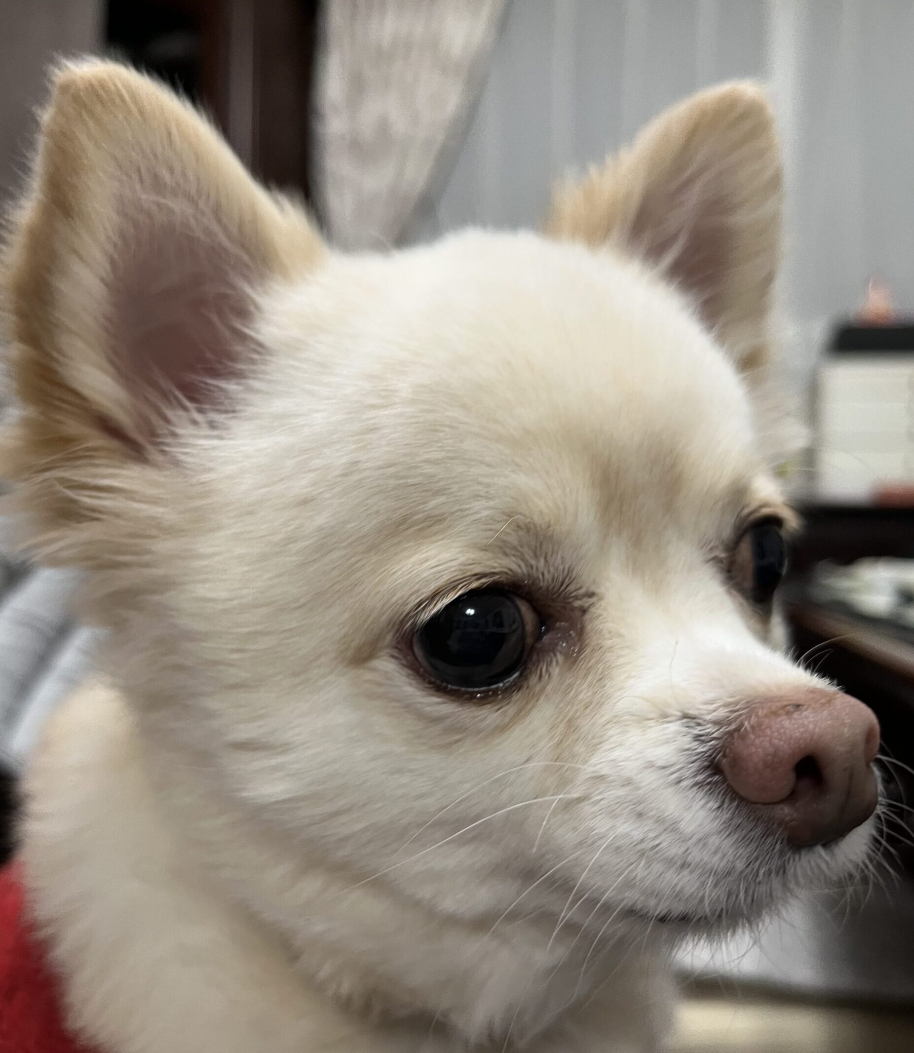 こころみたすペット思い出セレモニーにて葬儀したペットちゃん | ニコくん