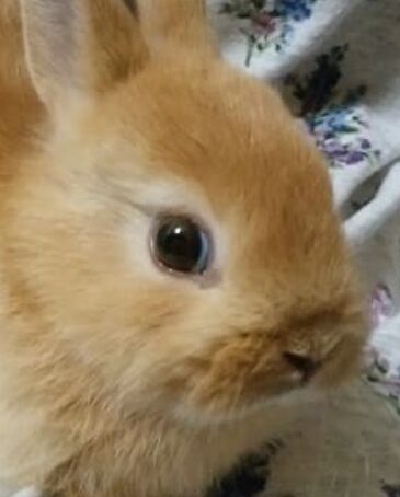 こころみたすペット思い出セレモニーにて葬儀したペットちゃん | ありすちゃん