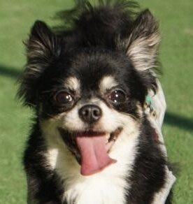 こころみたすペット思い出セレモニーにて葬儀したペットちゃん | ちょこくん