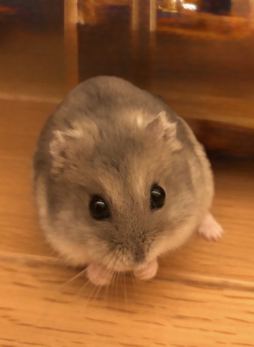 こころみたすペット思い出セレモニーにて葬儀したペットちゃん | ひまりくん
