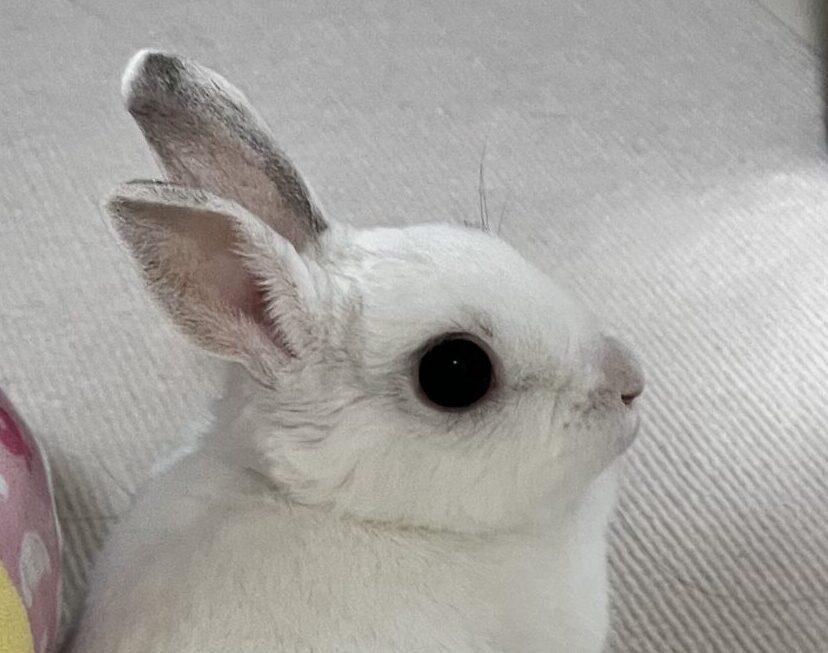 こころみたすペット思い出セレモニーにて葬儀したペットちゃん | まんじゅうちゃん