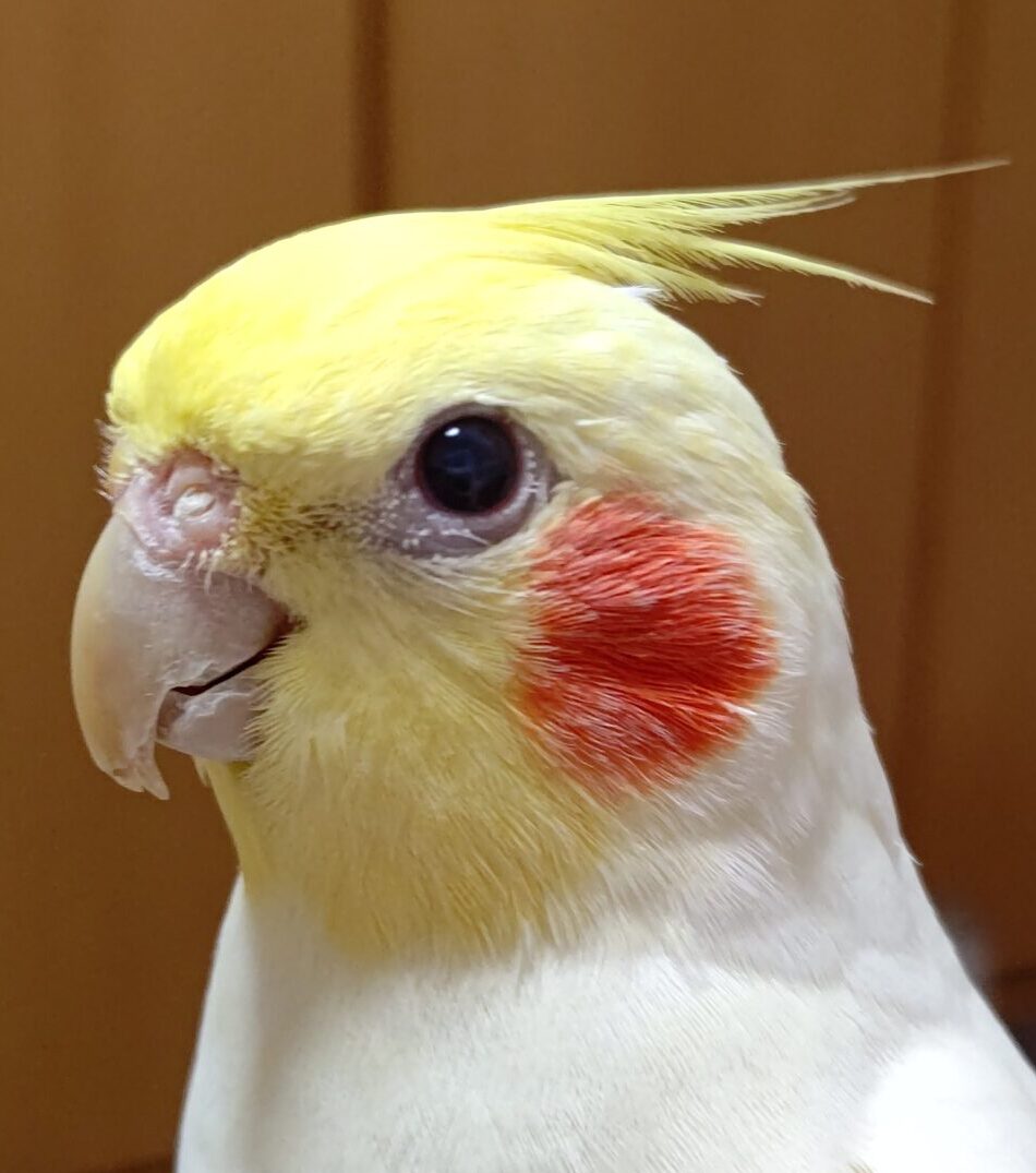 こころみたすペット思い出セレモニーにて葬儀したペットちゃん | ナナくん