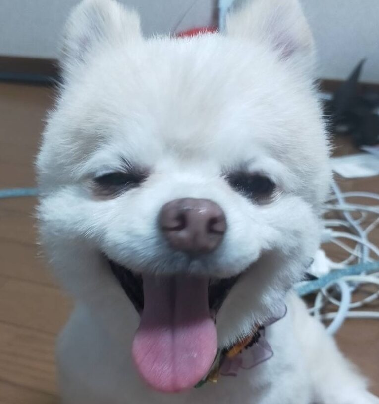 こころみたすペット思い出セレモニーにて葬儀したペットちゃん | ダニエルくん