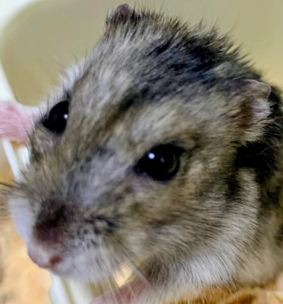 こころみたすペット思い出セレモニーにて葬儀したペットちゃん | ポタちゃん