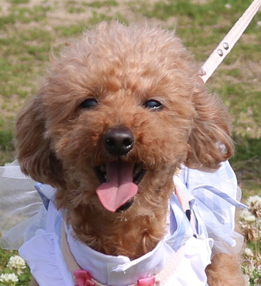 こころみたすペット思い出セレモニーにて葬儀したペットちゃん | ココちゃん