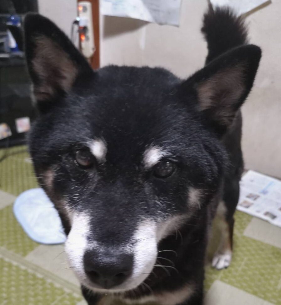 こころみたすペット思い出セレモニーにて葬儀したペットちゃん | シヴァルツくん