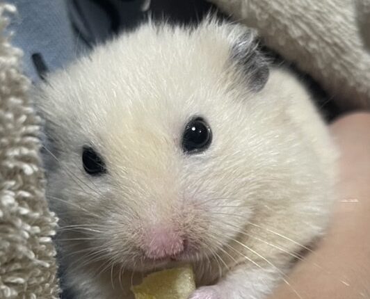こころみたすペット思い出セレモニーにて葬儀したペットちゃん | タイガくん