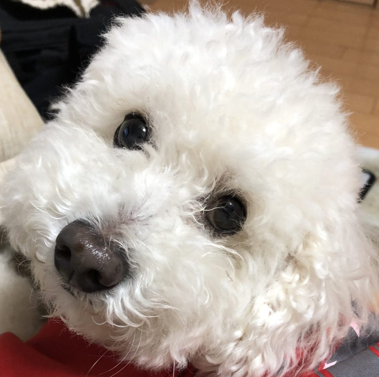 こころみたすペット思い出セレモニーにて葬儀したペットちゃん | ホイップくん