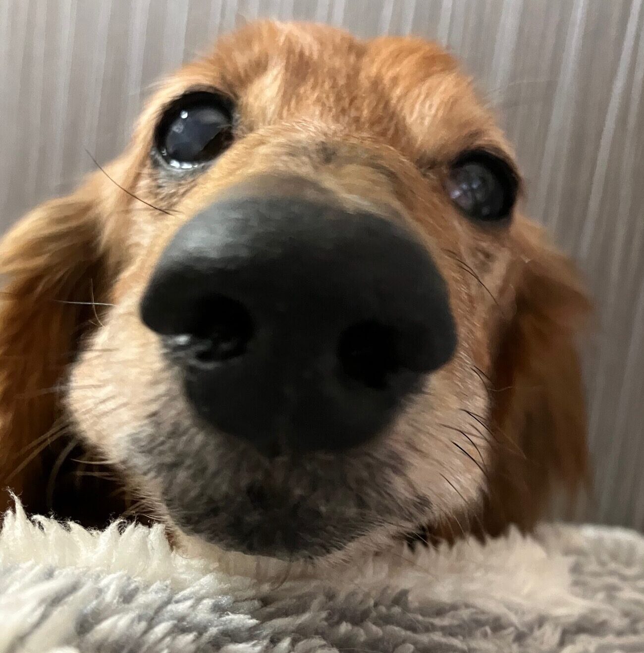 こころみたすペット思い出セレモニーにて葬儀したペットちゃん | ローリーくん