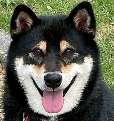 こころみたすペット思い出セレモニーにて葬儀したペットちゃん | 虎之助くん