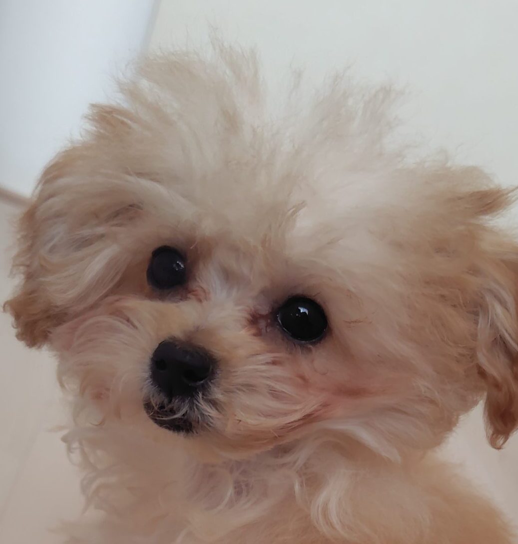 こころみたすペット思い出セレモニーにて葬儀したペットちゃん | モカちゃん