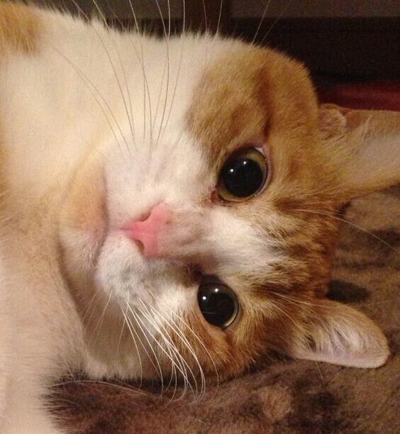 こころみたすペット思い出セレモニーにて葬儀したペットちゃん | らるふくん