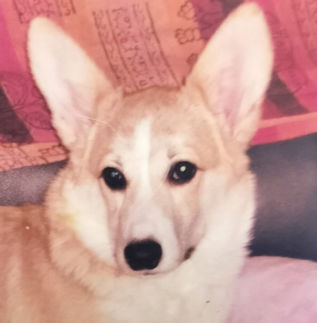 こころみたすペット思い出セレモニーにて葬儀したペットちゃん | サンゴちゃん