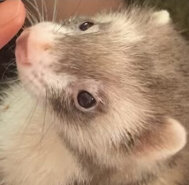 こころみたすペット思い出セレモニーにて葬儀したペットちゃん | パダちゃん