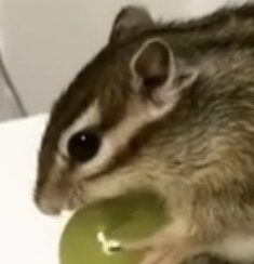 こころみたすペット思い出セレモニーにて葬儀したペットちゃん | チップちゃん